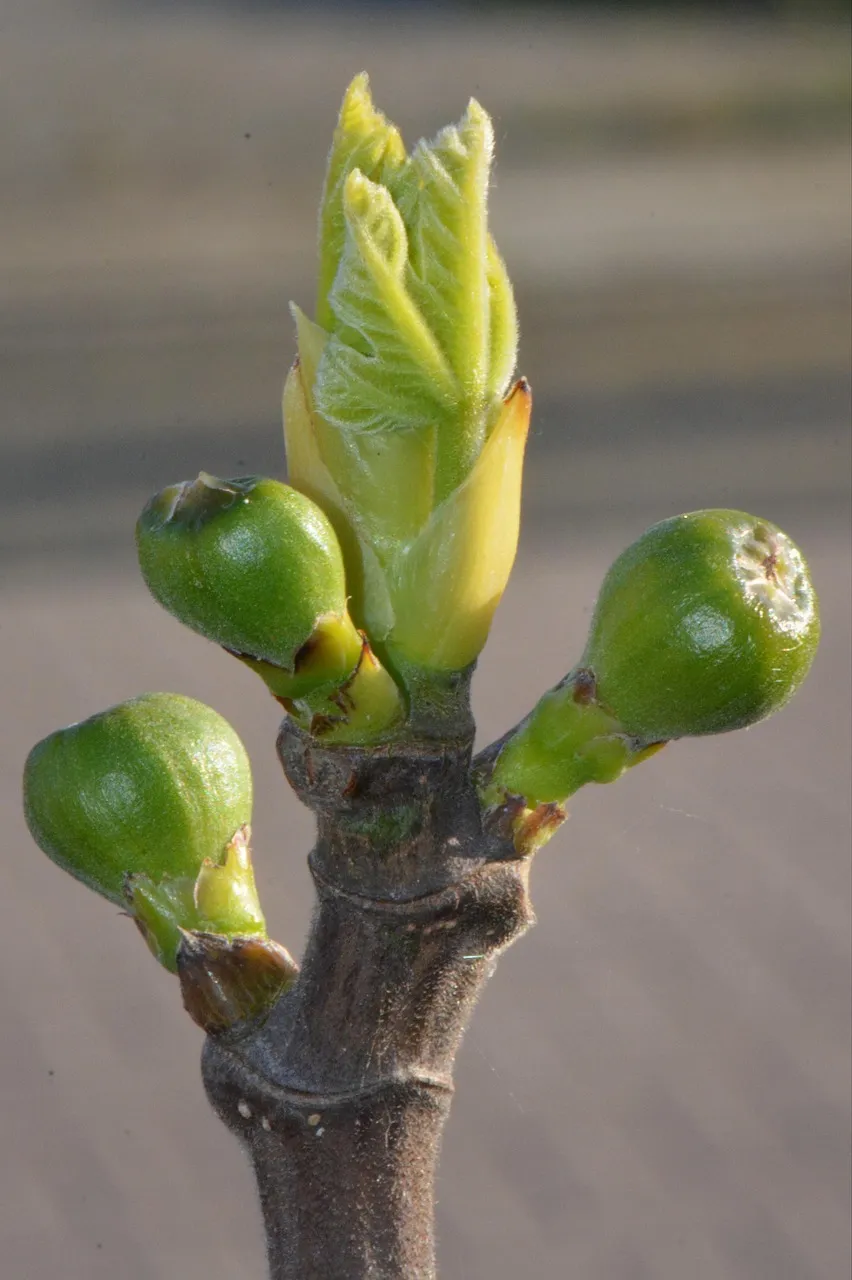 Figs, Voorhees Personal Trainer