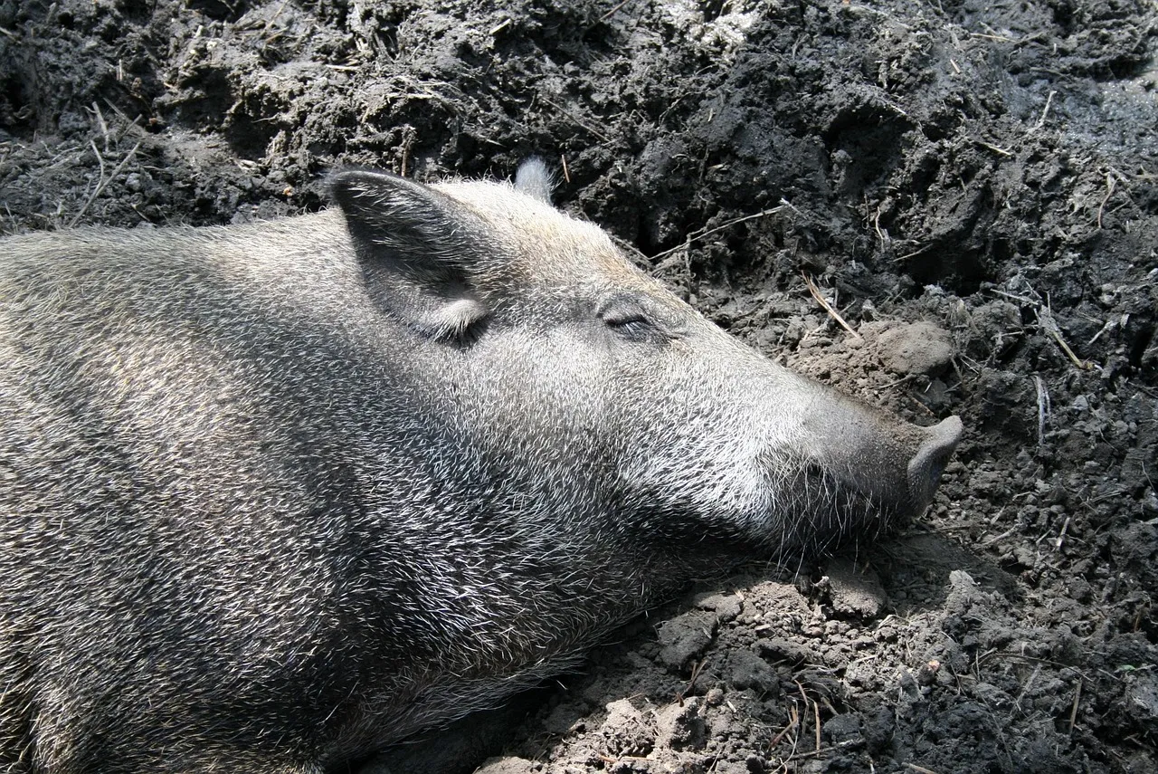 mud_crawl_action